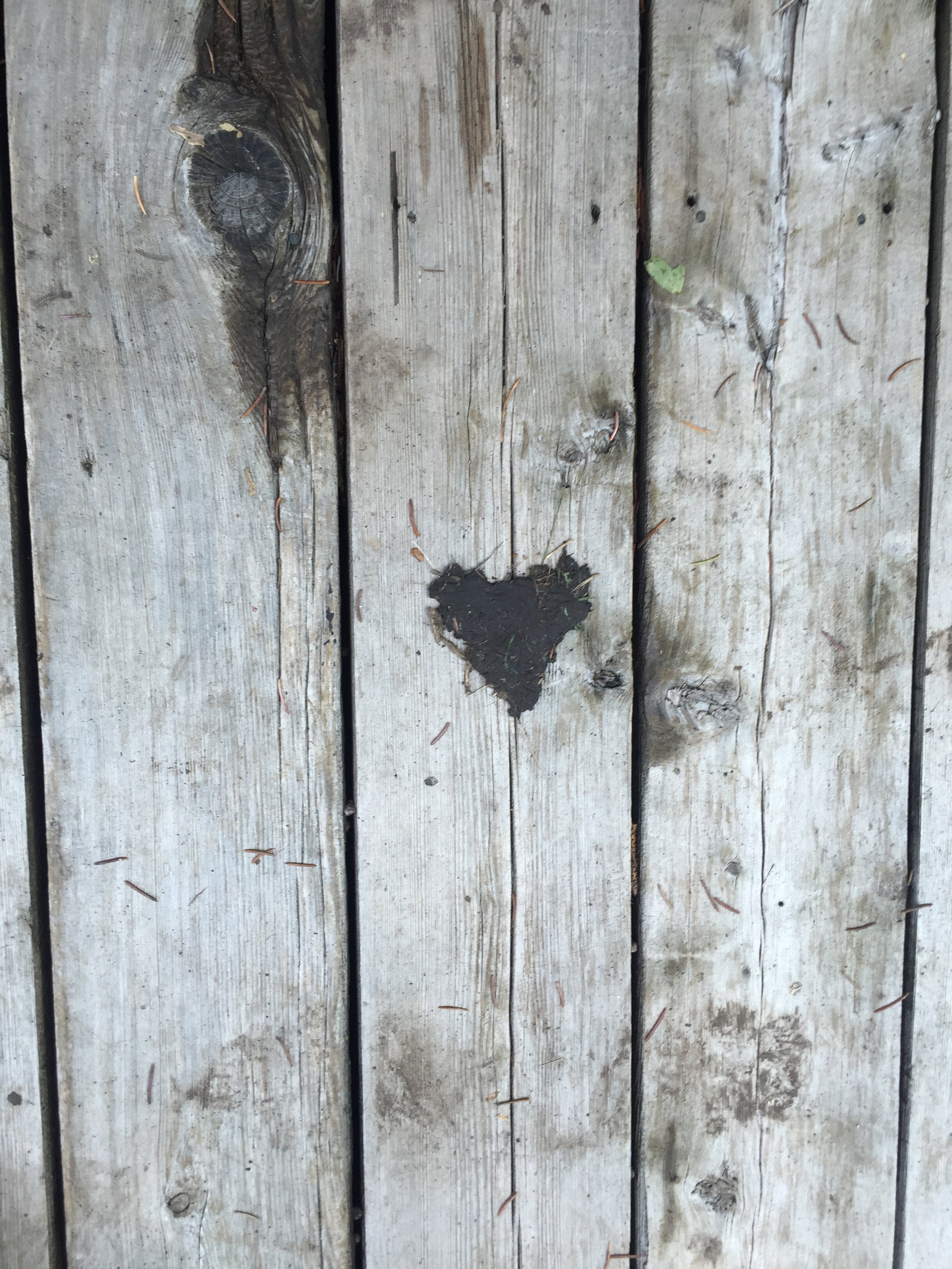 greeting card original photography heart nature